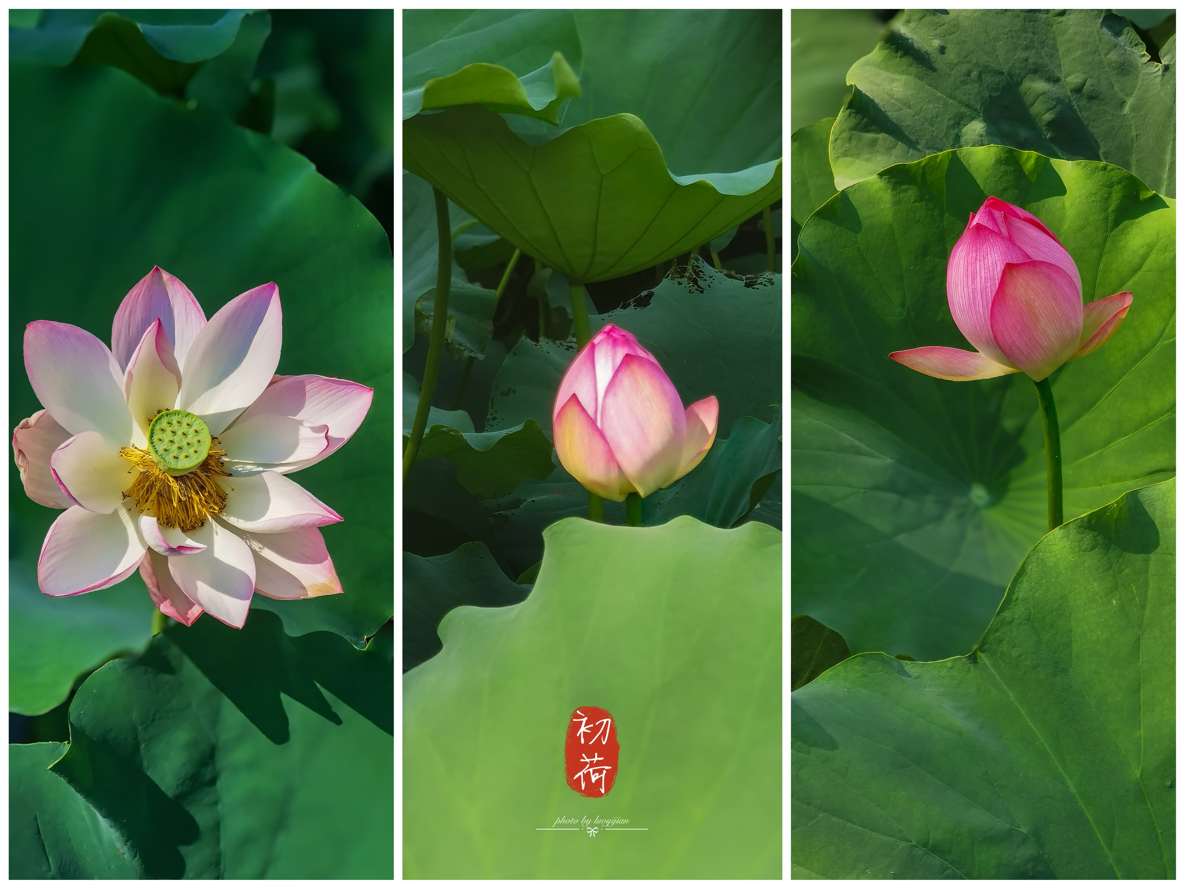 花鸟虫鱼作品031
